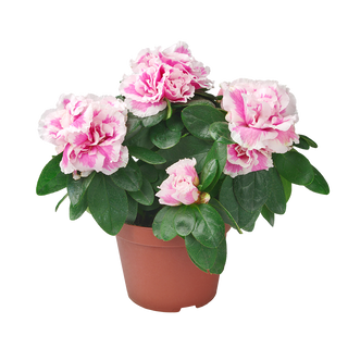 Стайна азалия (Azalea)