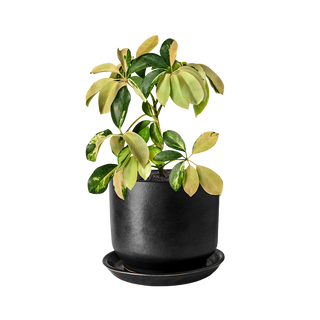 Шефлера (Schefflera)