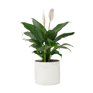 Спатифилиум (Spathiphyllum)