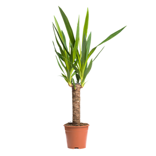 Юка (Yucca)