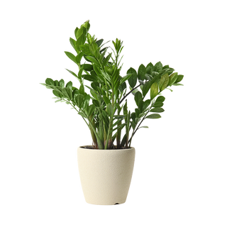 Замиокулкас (Zamioculcas)