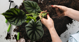 🌱 Пресаждане на растения: Кога, как и защо?