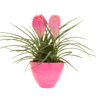 Ехмея (Aechmea)