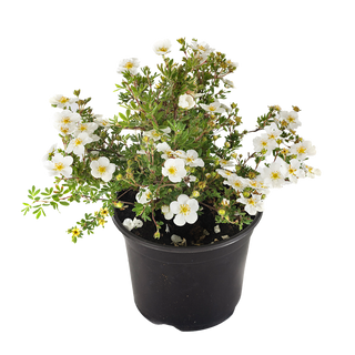 Градински алисум (Lobularia maritima)