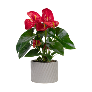 Антуриум (Anthurium)