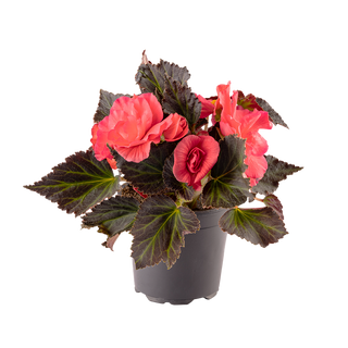 Стайна бегония (Begonia)