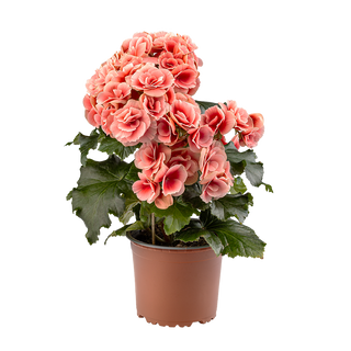 Бегония (Semperflorens)