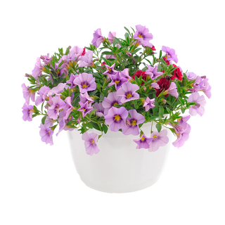 Калибрахое (Calibrachoa)