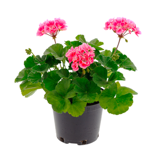 Калиопе (Pelargonium Caliope)