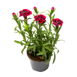 Кичест карамфил (Dianthus 'Oscar')