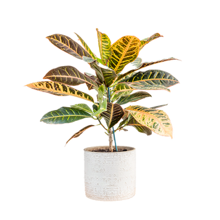 Кротон (Codiaeum)