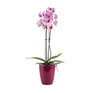 Орхидея Дендробиум (Dendrobium)