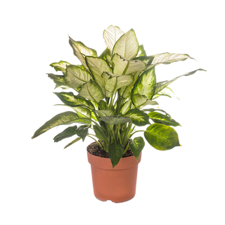 Дифенбахия (Dieffenbachia)