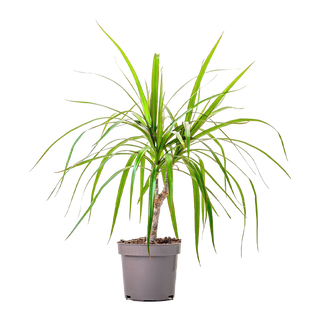 Драцена (Dracaena)