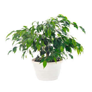 Фикус Кинки (Ficus Kinky)