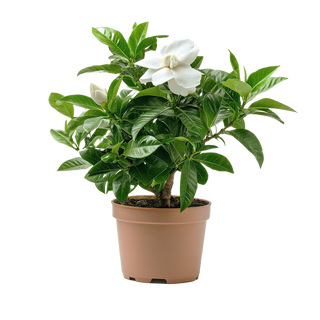 Гардения (Gardenia)