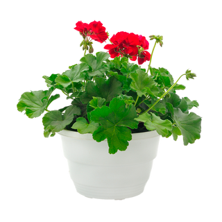Мушкато (Pelargonium zonale)