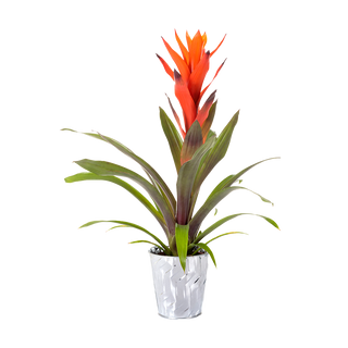 Гузмания (Guzmania)