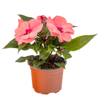 Циганче (Impatiens walleriana)
