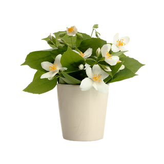 Стаен Жасмин (Stephanotis)
