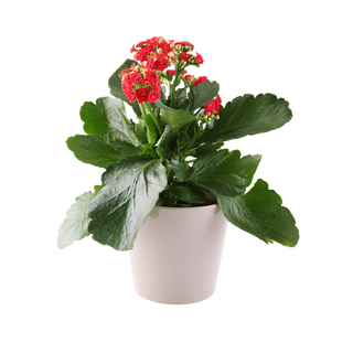 Каланхое (Kalanchoe)