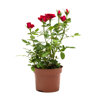 Мини роза градинска (Mini Rose)