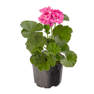 Каскадно мушкато  (Pelargonium peltatum)