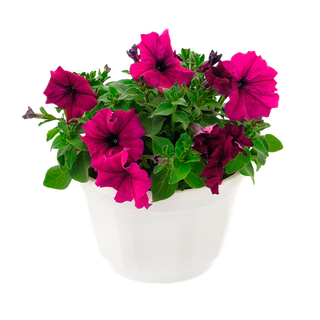 Петуния (Grandiflora)
