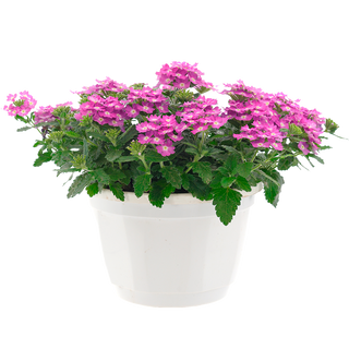 Каскадна вербена (Verbena hybrida)